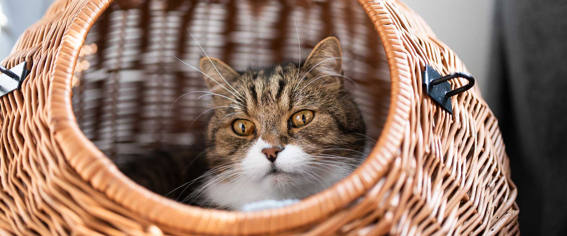 Katze im Korb